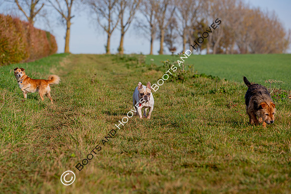 Otis & Olive
