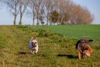 Otis & Olive
