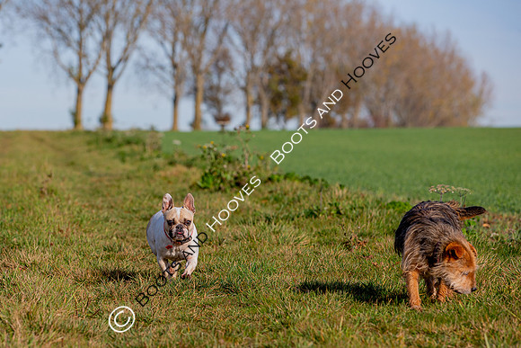 Otis & Olive