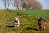 Otis & Olive