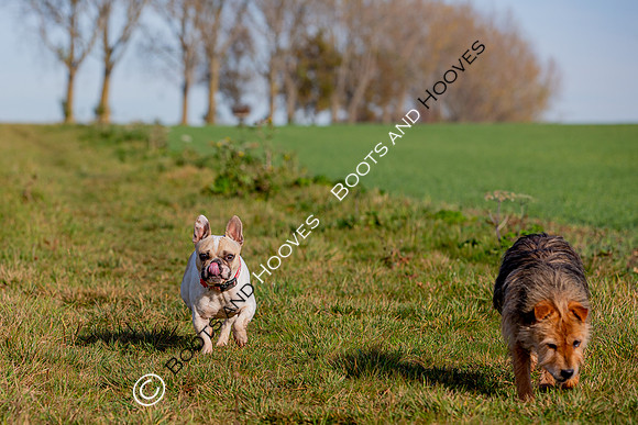 Otis & Olive