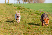 Otis & Olive