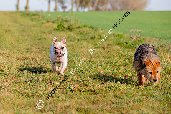 Otis & Olive