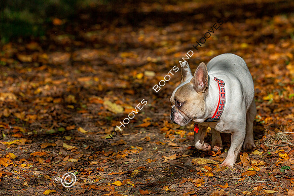Otis & Olive