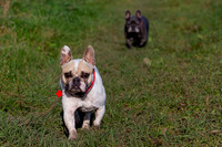 Otis & Olive