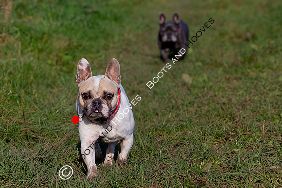 Otis & Olive