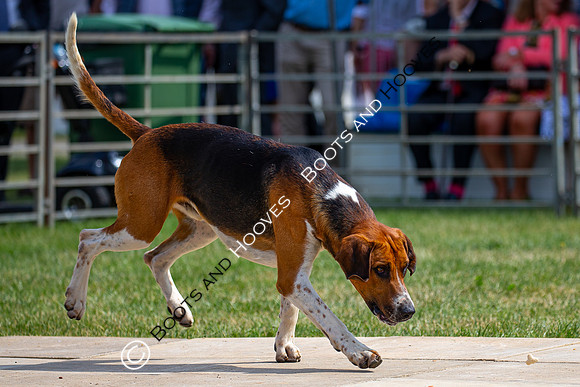 Festival of Hunting