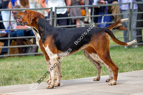 Festival of Hunting