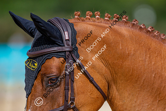 The Al Shira'aa Jumping Championships