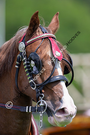 The Al Shira'aa Jumping Championships