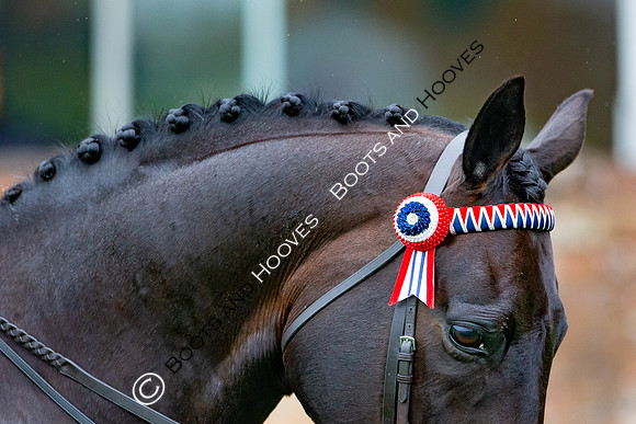 The Al Shira'aa Jumping Championships