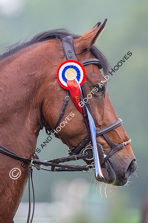 The Al Shira'aa Jumping Championships