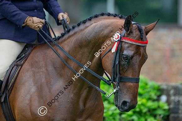 The Al Shira'aa Jumping Championships