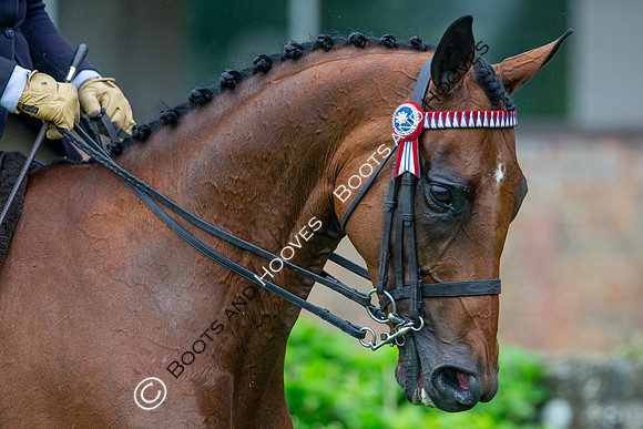 The Al Shira'aa Jumping Championships