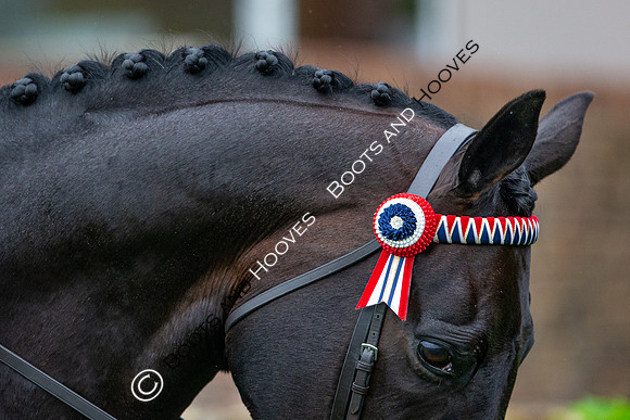 The Al Shira'aa Jumping Championships