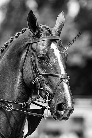 The AGRIA Royal International Horse Show