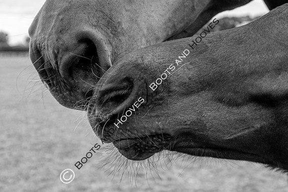 June 30th 2020. ~ MANDATORY Credit Elli Birch/Bootsandhooves - NO UNAUTHORISED USE - 07745909676