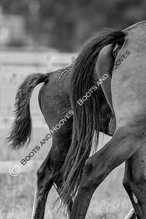 June 30th 2020. ~ MANDATORY Credit Elli Birch/Bootsandhooves - NO UNAUTHORISED USE - 07745909676