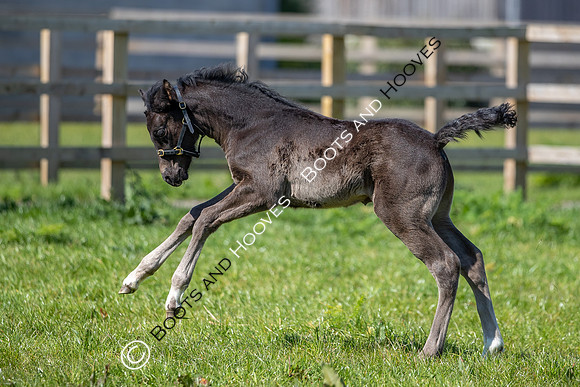 Foals