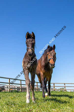 Foals