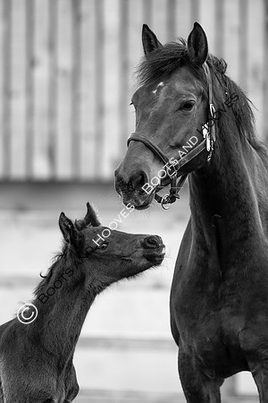 Foals