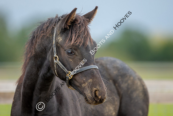 Foals
