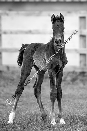 Foals