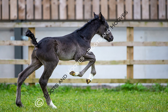Foals