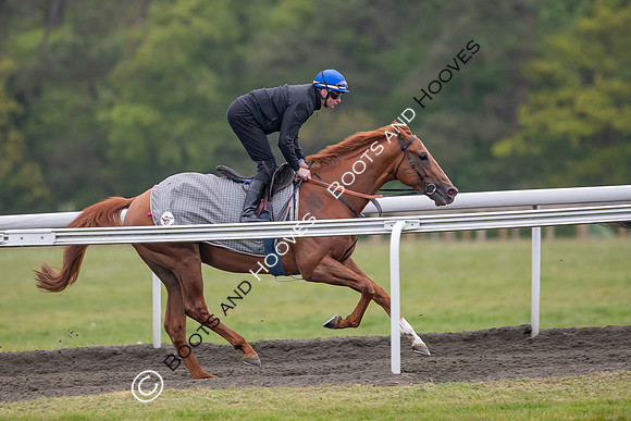 Newmarket Gallops