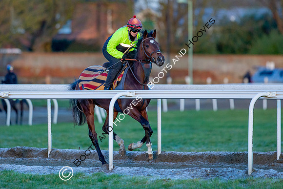 Newmarket Gallops