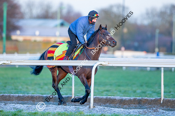Newmarket Gallops