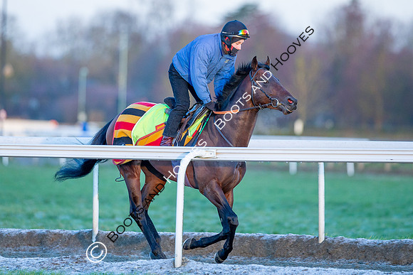 Newmarket Gallops
