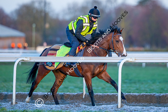 Newmarket Gallops