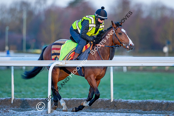 Newmarket Gallops