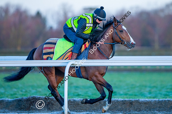 Newmarket Gallops