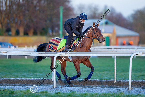 Newmarket Gallops