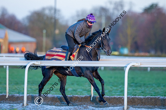 Newmarket Gallops