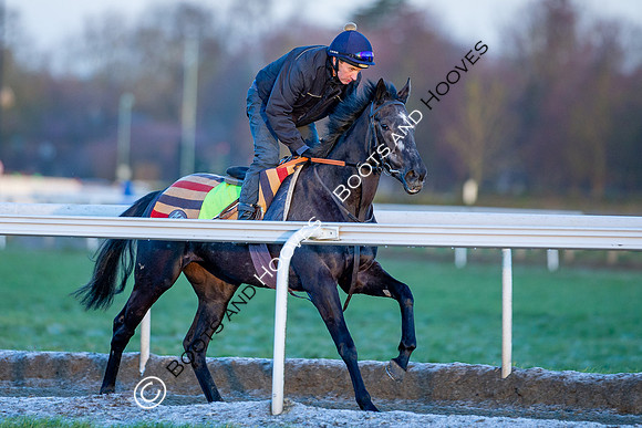 Newmarket Gallops