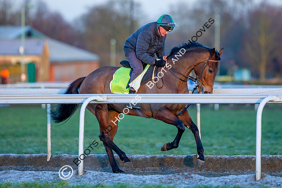 Newmarket Gallops