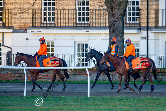 Newmarket Gallops