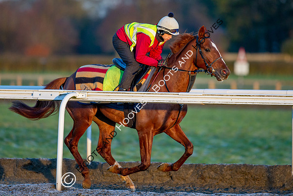 Newmarket Gallops