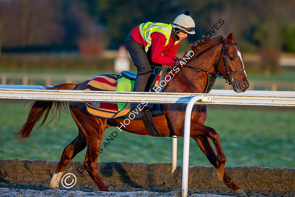 Newmarket Gallops