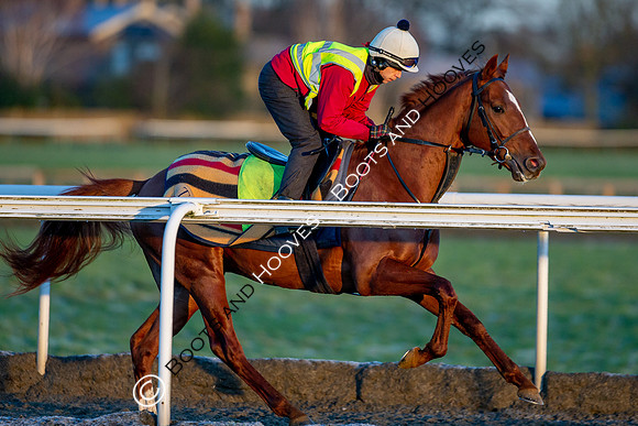 Newmarket Gallops