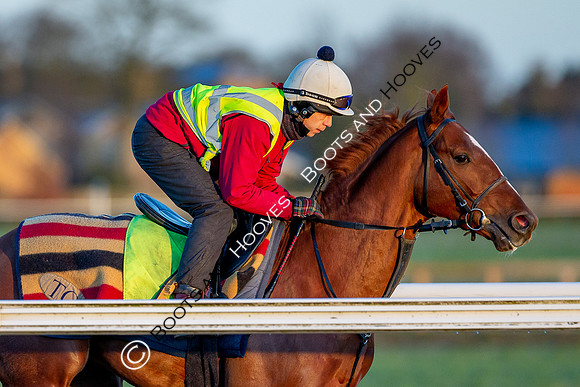 Newmarket Gallops