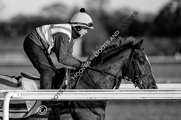 Newmarket Gallops