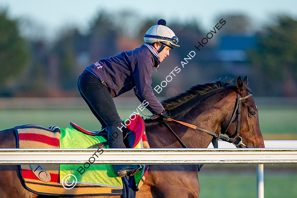 Newmarket Gallops