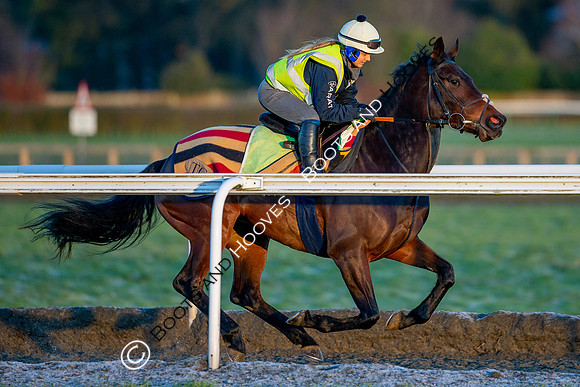 Newmarket Gallops