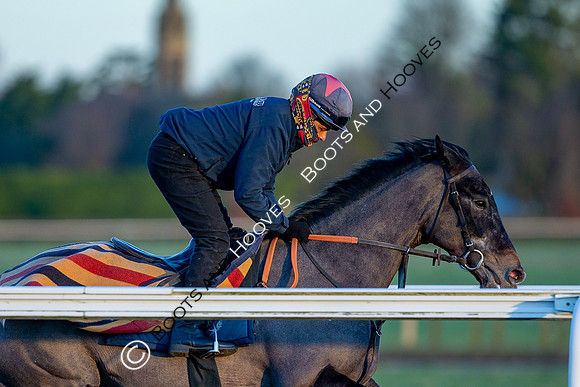 Newmarket Gallops