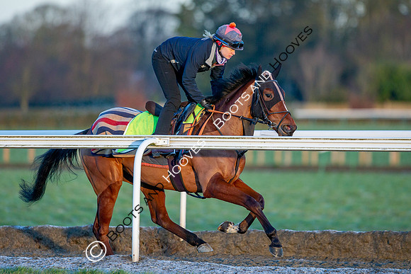 Newmarket Gallops