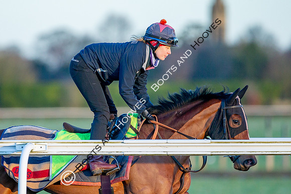 Newmarket Gallops